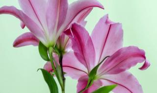 百合花的花语是什么象征着什么